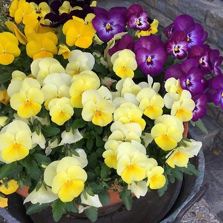 B&B Les Fleurs Gignod Exterior foto